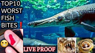 TOP 10 FISH BITES IN AQUARIUM Kolkata Galiff Street India ikan predator you may don't know fish tank