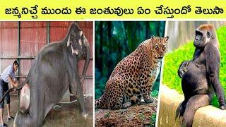 Top 10 amazing Animals  before giving birth | Bmc facts | Telugu