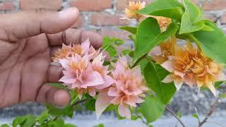 Bougainvillea Plant | Bougainvillea - Care , Cutting &Tips | Full Information || Top Gardening