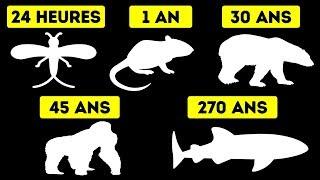 Durées de Vie des Animaux de La Plus Courte à La Plus Longue