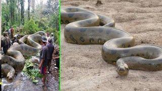 Top 10 Beautiful Snake In Over All The World - Research AM Tv