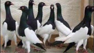 Fancy Pigeons I#Kabutar I Kabootar I Birds I#Siraji I #Fancypigeons I +8801921386315