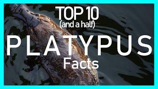 TOP 10 (and a half) Platypus facts you didn't know you NEEDED (New 2022 Information!)