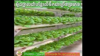 TOP Style Of Hydroponics System [ លក់វីដេអូមេរៀន នឹង  បច្ចេកទេសដាំបន្លែលើទឹក 10$ ]