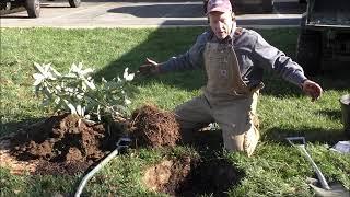 Bare The Flare! A brief instructional video on proper tree planting   provided by Organic Approach