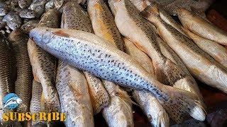 Amazing Big Fish Market | World Fish Market | Asian Fish Market |India Fish Market Japan Fish Market