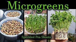 How To Grow Microgreens, The Series - Video 1: Speckled Peas