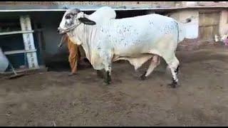 Most Beautiful Bull For Qurbani 2020 | Most Beautiful Cholistani Bull For Qurbani 2020