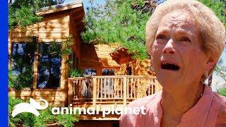 You're Never Too Old For A Treehouse! | Treehouse Masters