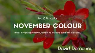 Top 10 plants to give colour in November