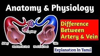 Difference Between Arteries & Veins in Tamil | Anatomy of artery Tamil | Anatomy of vein Tamil |