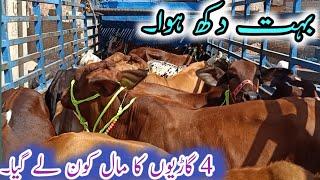 Most Verry Urgent High offer By " vachi Farm"(Top Perchase Point of Cattle Farming)Business talks O