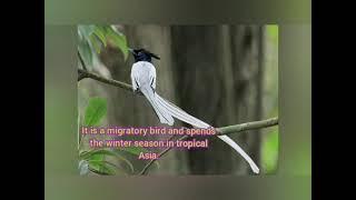 Top 10 most beautiful birds of India||some important information like Scientific Name,Habitat,etc.