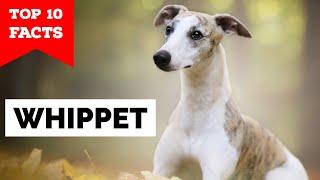 Whippet - Top 10 Facts
