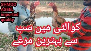 Show quality shamo aseel in pakistan | Shamo Aseel | top 10 chicken