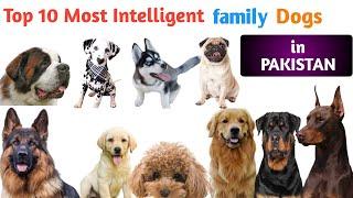 Top 10 MOST Intelligent Dog Breeds in the World (2020) | Family Dogs