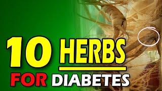 Top 10 Herbs For Diabetes   Control Your Diabetes