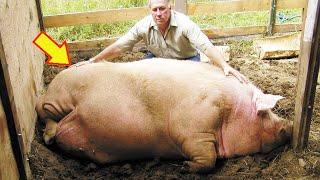 10 Abnormally Large Animals That Really Exist