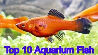 TOP 10  Aquarium Fish, 2019