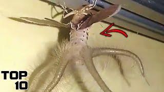 Top 10 Biggest Insects Ever Found - Part 2