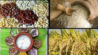 Top 10 information about rice