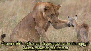 விலங்குகளை காப்பாற்றிய விலங்குகள் | Animals saves other animals in tamil | Tamil Wonders