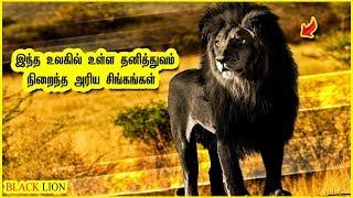 உலகில் வாழும் மிகவும் அரிதான 9 சிங்கங்கள் | Top 9 Lions in the world