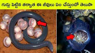 Top 8 weirdest animals eggs | Bmc facts | Telugu