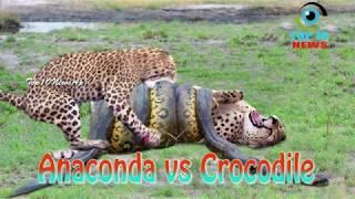 Mother Leopard Hunting Impala, Anaconda vs Crocodile |TOP10NEWSAP|Klreddy|