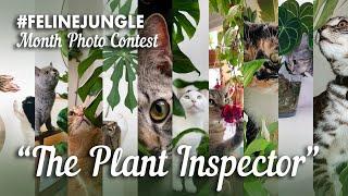 #FelineJungle "The Plant Inspector" Top 10 (July 2020)