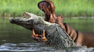 Top 10 Wildlife Animals That HATE Eachother!