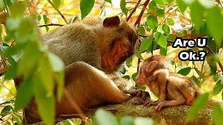 Alba Is Very Lovey Baby Monkey She Always Share Her To Anna |My Angel Alba Try Ask Anna What Happen