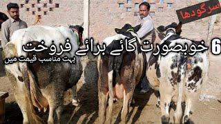 Top quality Pure HF cows urgent for sale | janibest dairy farm reasonable prices | sargodha city