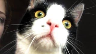 CUTE AND FUNNY CAT VIDEOS TO START YOUR 2020! 