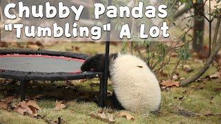 Chubby Pandas "Tumbling" A Lot | iPanda