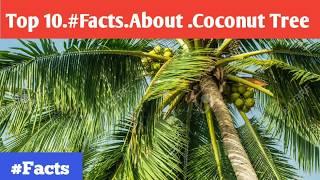 Top 10 facts about coconut tree