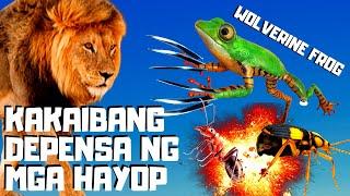 TOP 10 HAYOP AT INSEKTO NA KAKAIBA ANG DEFENSE MECHANISM  #boysayotechannel