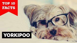 Yorkipoo - Top 10 Facts