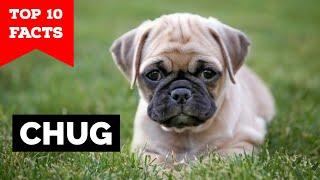 Chug - Top 10 Facts