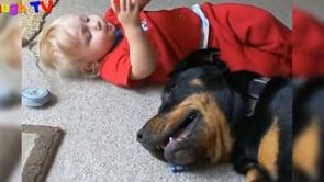 Top 10 Best Of Cute RottWeiler And Babies Playing Videos Compilation - Funny Dog And Baby Videos