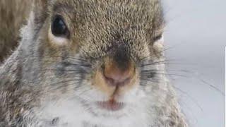 10 Hour Addicting Video For Cats and Dogs - With Squirrels and Chipmunks - Leave On For Pets