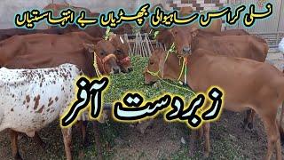 Most Verry Urgent High offer By " vachi Farm" (Top Perchase Point of Cattle Farming)|BTO