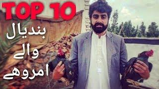 Top 10 AMROHA Aseels in the World by Moaawiz Malik | Fantasy of Aseel Lovers