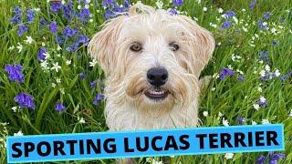 Sporting Lucas Terrier - TOP 10 Interesting Facts