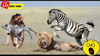 Unbelievable Life is Not Easy With King Lion! Mother Zebra Save Her Baby From Lion, Giraffe vs Lion