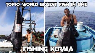#top10 world biggest fish in one of the fish in komban fish | கட்ட கொம்பன் மீன் கேரளா மீனவர்கள் வலை