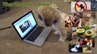 Top 10 Food | Worst for your Shih Tzu Dogs | TLT Tips