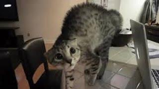 Best Scared Cats Compilation 2015 - FUNNY CATS