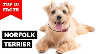 Norfolk Terrier - Top 10 Facts