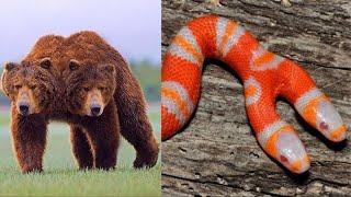 Top 10 Two Headed Animal In The World